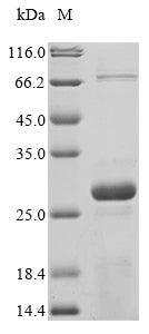 Greater than 85% as determined by SDS-PAGE.Recombinant Yersinia Enterocolitica Protein Yopb (YOPB) Protein (His)