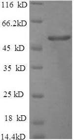 Greater than 90% as determined by SDS-PAGE.Recombinant Salmonella Typhimurium Outer Membrane Porin Protein Ompd (OMPD) Protein (His-SUMO)