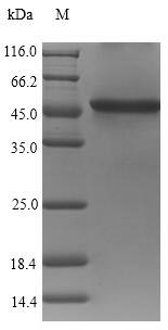 Greater than 90% as determined by SDS-PAGE.Recombinant Vibrio Cholerae Serotype O1 Zona Occludens Toxin (ZOT) Protein (His)