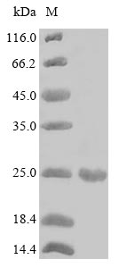 Greater than 85% as determined by SDS-PAGE.