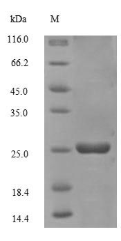 Greater than 90% as determined by SDS-PAGE.Recombinant Sulfolobus Solfataricus Dna-Binding Protein 7D (SSO7D) Protein (His-SUMO)