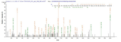 Based on the SEQUEST from database of E.coli host and target protein, the LC-MS/MS Analysis result of this product could indicate that this peptide derived from E.coli-expressed Bacillus subtilis (strain 168) pbpD.Recombinant Bacillus Subtilis Penicillin-Binding Protein 4 (PBPD) Protein (His-SUMO)
