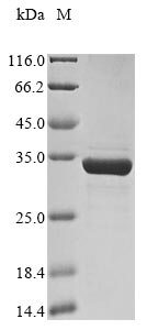 Greater than 85% as determined by SDS-PAGE.Recombinant African Swine Fever Virus Major Capsid Protein (BA71V-081) Protein (His&Myc)