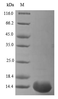 Greater than 85% as determined by SDS-PAGE.Recombinant Vaccinia Virus Truncated Plaque-Size/Host Range Protein (PS/HR) Protein (His)