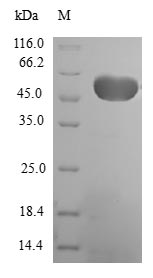 Greater than 90% as determined by SDS-PAGE.