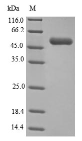 Greater than 90% as determined by SDS-PAGE.