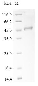 Greater than 90% as determined by SDS-PAGE.Recombinant Saccharomyces Cerevisiae Phosphatidylinositol N-Acetylglucosaminyltransferase Gpi3 Subunit (SPT14) Protein (His&Myc)