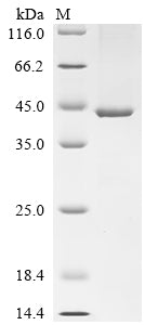 Greater than 85% as determined by SDS-PAGE.Recombinant Saccharomyces Cerevisiae Phosphatidylinositol N-Acetylglucosaminyltransferase Gpi3 Subunit (SPT14) Protein (His)