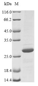 Greater than 85% as determined by SDS-PAGE.