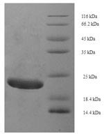 Greater than 90% as determined by SDS-PAGE.Recombinant Saccharomyces Cerevisiae A-Agglutinin-Binding Subunit (AGA2) Protein (His-SUMO)