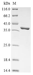 Greater than 90% as determined by SDS-PAGE.