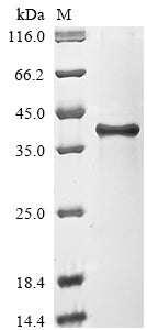 Greater than 85% as determined by SDS-PAGE.