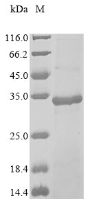 Greater than 85% as determined by SDS-PAGE.Recombinant African Swine Fever Virus Phosphoprotein P30 (BA71V-93) Protein (His)