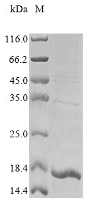 Greater than 85% as determined by SDS-PAGE.Recombinant Mouse Stefin-1 (STFA1) Protein (His)