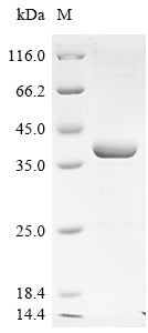 Greater than 85% as determined by SDS-PAGE.Recombinant Lake Victoria Marburgvirus Polymerase Cofactor Vp35 (VP35) Protein (His)