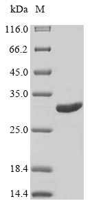 Greater than 85% as determined by SDS-PAGE.