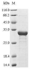 Greater than 85% as determined by SDS-PAGE.Recombinant Bacillus Subtilis Subtilisin Nat (APRN) Protein (His)