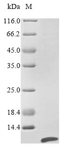 Greater than 85% as determined by SDS-PAGE.Recombinant Pseudomonas Putida Arylalkyl Acylamidase