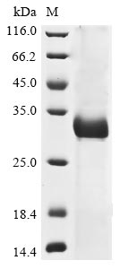 Greater than 85% as determined by SDS-PAGE.Recombinant Human Coronavirus Oc43 Spike Glycoprotein (S) Protein (His)