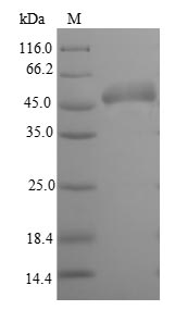 Greater than 90% as determined by SDS-PAGE.Recombinant E.Coli Glutamate/Aspartate Periplasmic-Binding Protein (GLTI) Protein (His-SUMO)