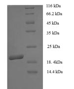 Greater than 90% as determined by SDS-PAGE.