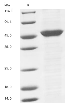 Greater than 85% as determined by SDS-PAGE.Recombinant Nostoc Sp. Protein Pata (PATA) Protein (His&Myc)