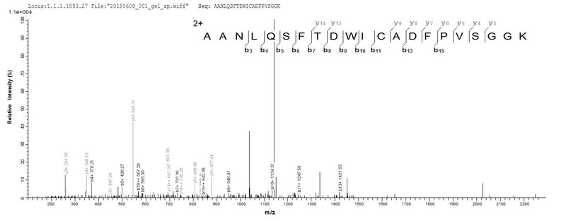 Based on the SEQUEST from database of E.coli host and target protein, the LC-MS/MS Analysis result of this product could indicate that this peptide derived from E.coli-expressed Bacillus subtilis (strain 168) dltA.Recombinant Bacillus Subtilis D-Alanine--D-Alanyl Carrier Protein Ligase (DLTA) Protein (His)
