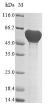 Greater than 85% as determined by SDS-PAGE.Recombinant Bacillus Subtilis D-Alanine--D-Alanyl Carrier Protein Ligase (DLTA) Protein (His)
