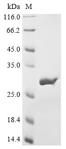 Greater than 90% as determined by SDS-PAGE.Recombinant Neosartorya Fumigata Heat Shock Protein 90 (HSP90) Protein (His)