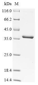 Greater than 90% as determined by SDS-PAGE.