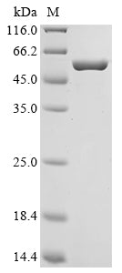 Greater than 90% as determined by SDS-PAGE.