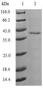 Greater than 90% as determined by SDS-PAGE.Recombinant Aequorea Victoria Green Fluorescent Protein (GFP) Protein (His-SUMO)