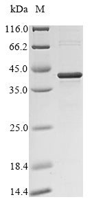 Greater than 85% as determined by SDS-PAGE.Recombinant Arabidopsis Thaliana Dehydrin Erd14 (ERD14) Protein (His&Myc)