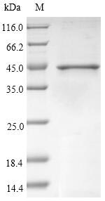 Greater than 90% as determined by SDS-PAGE.