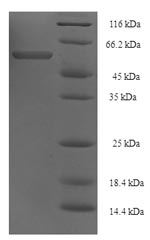 Greater than 90% as determined by SDS-PAGE.