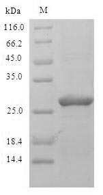 Greater than 90% as determined by SDS-PAGE.