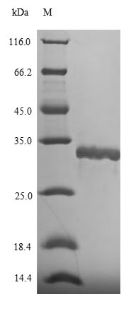 Greater than 90% as determined by SDS-PAGE.