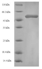Greater than 90% as determined by SDS-PAGE.Recombinant Actinidia Deliciosa Fruit Protein Pkiwi502 (PKIWI502) Protein (His-SUMO)