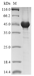 Greater than 85% as determined by SDS-PAGE.Recombinant Saccharomyces Cerevisiae Serine/Threonine-Protein Kinase Cak1 (CAK1) Protein (His&Myc)