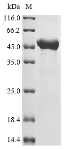 Greater than 85% as determined by SDS-PAGE.