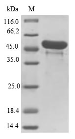 Greater than 85% as determined by SDS-PAGE.Recombinant Clostridium Botulinum C Phage Main Hemagglutinin Component Type C (HA-33) Protein (His-SUMO&Myc)