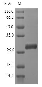 Greater than 90% as determined by SDS-PAGE.Recombinant Plasmodium Falciparum Apical Membrane Antigen 1 (AMA-1) Protein (His)