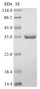 Greater than 90% as determined by SDS-PAGE.