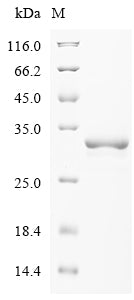 Greater than 85% as determined by SDS-PAGE.