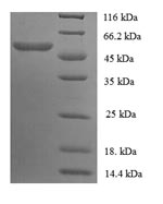 Greater than 90% as determined by SDS-PAGE.Recombinant Mouse Carboxylesterase 1C (CES1C) Protein (GST)