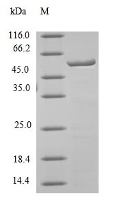 Greater than 90% as determined by SDS-PAGE.Recombinant Mouse Carboxylesterase 1C (CES1C)