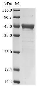 Greater than 85% as determined by SDS-PAGE.Recombinant Listeria Monocytogenes Serovar 1/2A Internalin-A (INLA) Protein (His&Myc)
