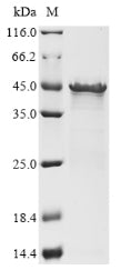 Greater than 85% as determined by SDS-PAGE.Recombinant Listeria Monocytogenes Serovar 1/2A Internalin-A (INLA) Protein (His&Myc)