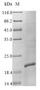 Greater than 85% as determined by SDS-PAGE.