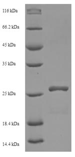 Greater than 90% as determined by SDS-PAGE.Recombinant Human Hla-Dma Protein (HLA-DMA) Protein (His)
